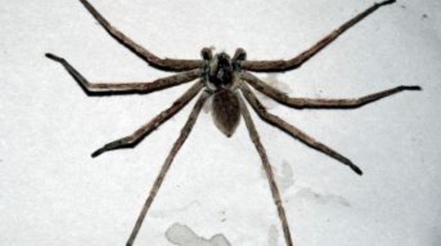 B&uuml;y&uuml;k &Ouml;r&uuml;mcek G&ouml;renleri Şaşırttı