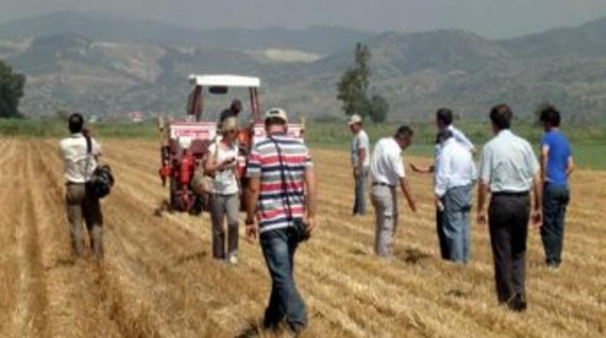 Aydın&rsquo;da Buğday Anızına Doğrudan Pamuk Ekildi