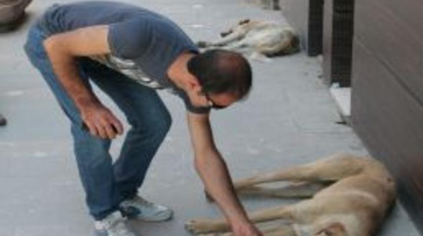 Sıcak Hava Hayvanları Bayılttı