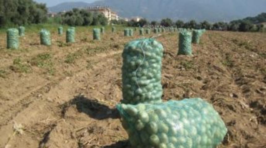 &Ouml;demişli Patates &Uuml;reticisi H&uuml;k&uuml;metten İhracat Yollarının A&ccedil;ılmasını İstiyor