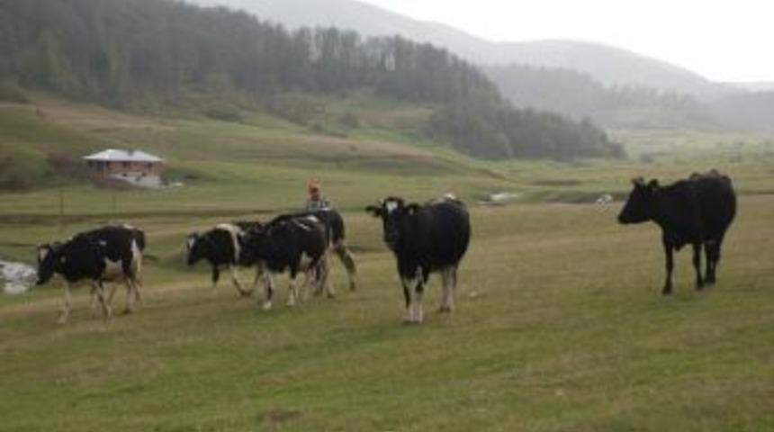 Ordu&rsquo;da Hayvancılık Sinyal Veriyor