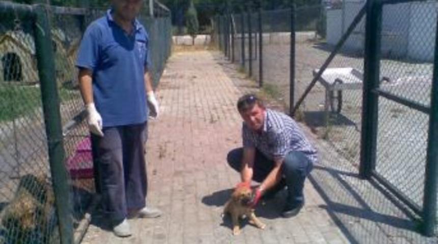 Yavru Köpeğe Zabıta Şevkati