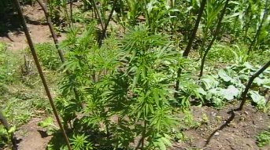 Mısır Tarlasında Kenevir Yetiştirdi Yakalandı