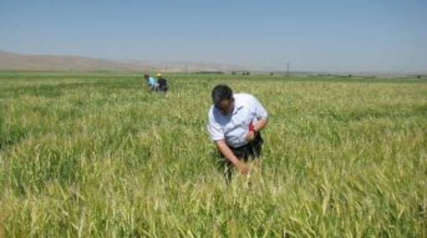 Ereğli&rsquo;de S&uuml;ne Ve Kımıl M&uuml;cadelesi S&uuml;r&uuml;yor