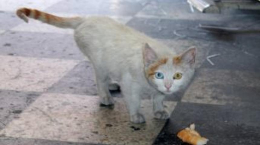 Renkli G&ouml;zl&uuml; Kedi İlgi Odağı Oldu