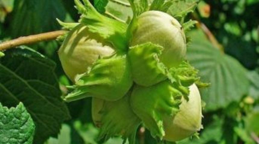 Fındıkta Borlu G&uuml;breleme Araştırması