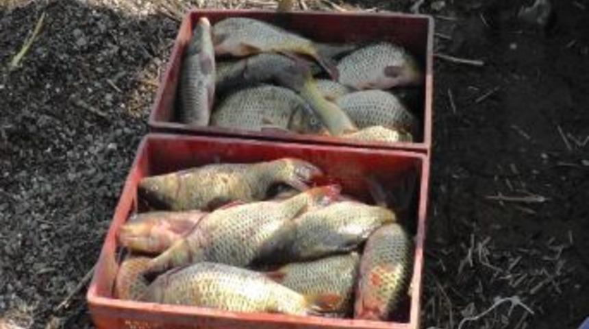 Beyşehir G&ouml;l&uuml;&rsquo;nde Sazan Bereketi