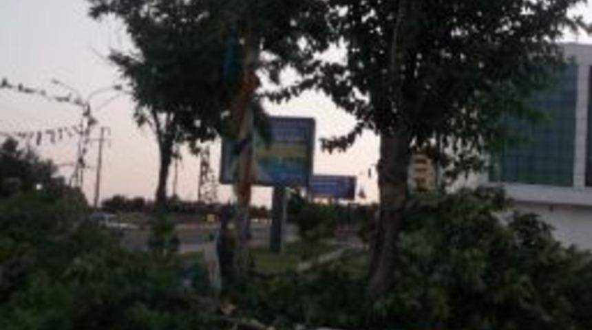 Ağa&ccedil;lar R&uuml;zgara Dayanamadı