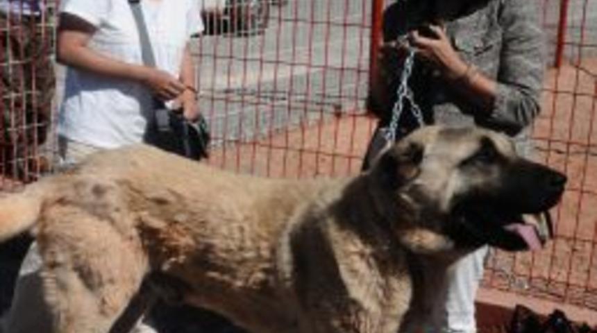 UNESCO - Sivas Buluşmasında Yabancı Konuklar Divriği Ulu Cami'ye Hayran Kaldı