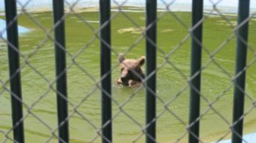 Sıcaklar Hayvanat Bah&ccedil;esindeki Hayvanları Da Etkiledi