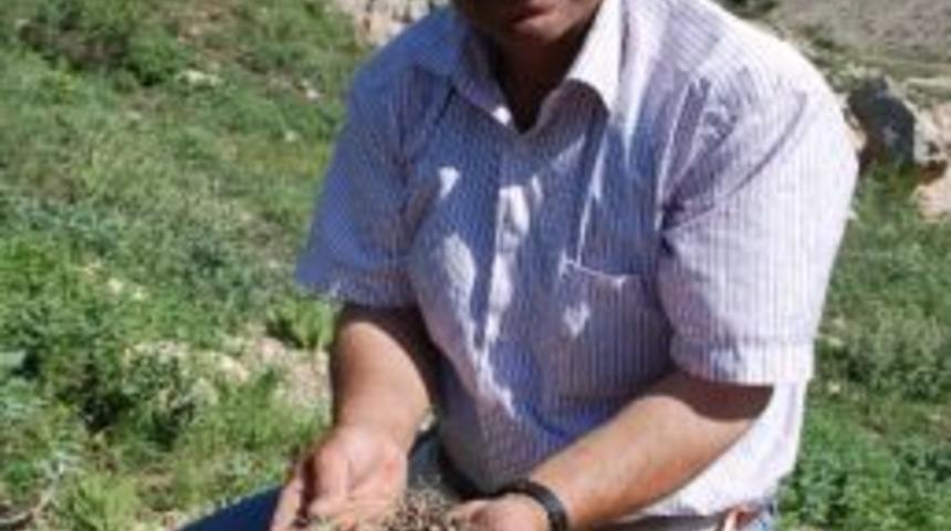 Toroslar&rsquo;da Kardelen Soğanlarının S&ouml;k&uuml;lmesine Başlanıldı