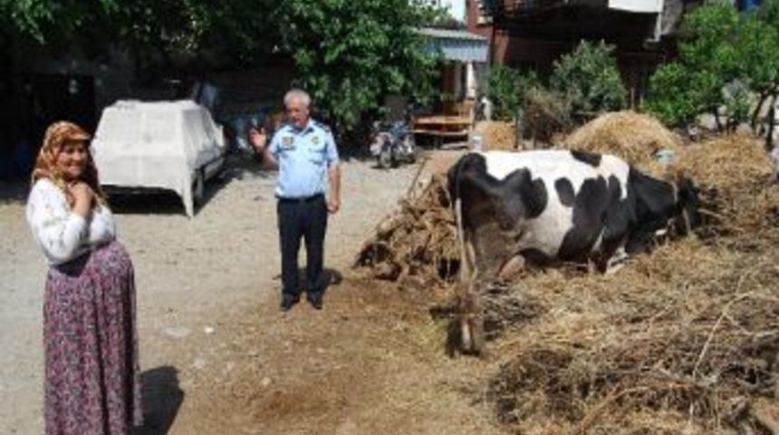 Kozan'da Şehir İ&ccedil;inde Hayvan Besiciliği Yasaklandı