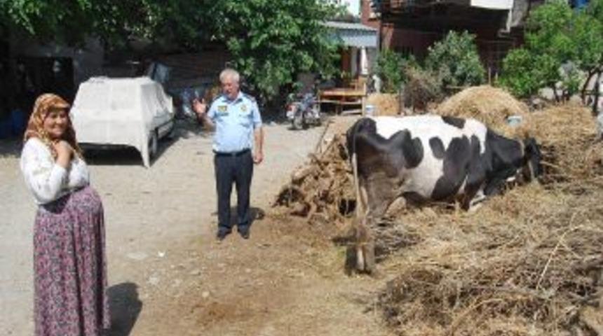 Kozan'da Şehir I&ccedil;inde Hayvan Besiciliği Yasaklandı