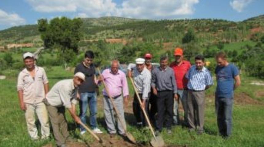 Hisarcık Karbasan Belediyesine &Uuml;cretsiz 1000 Ceviz Fidanı
