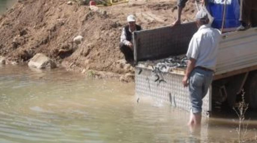 G&uuml;nder Hes Barajına 3 Bin 500 Alabalık Bırakıldı