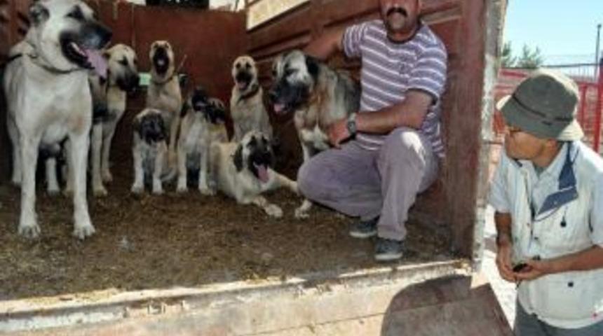 Japonların Kangal K&ouml;peği Merakı