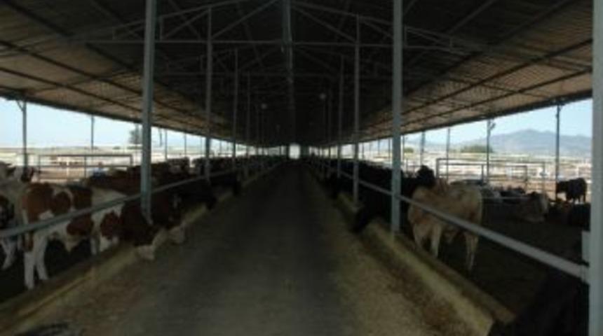 Tarım İl M&uuml;d&uuml;r&uuml; &Ccedil;elik&rsquo;ten Tff İcra Kurulu &Uuml;yesi Koşar'a Ziyaret