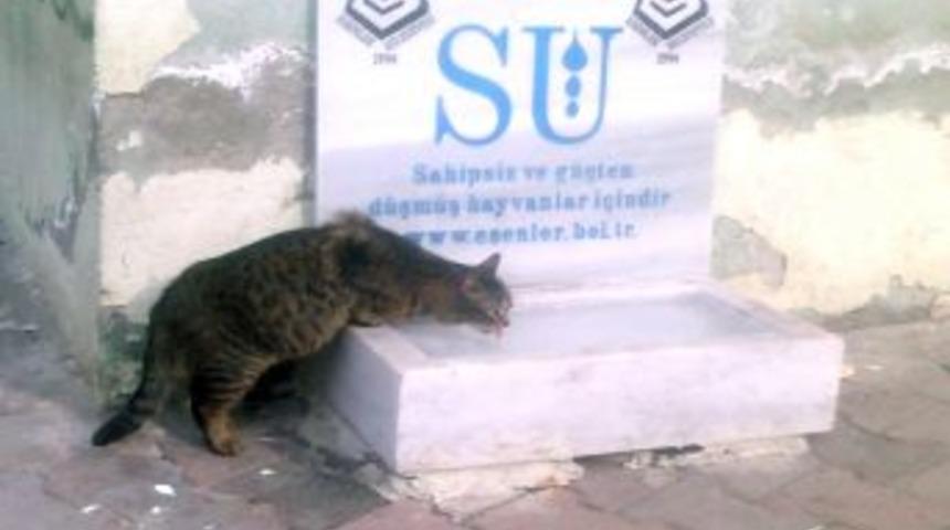 Sahipsiz Hayvanlar I&ccedil;in Bir Kap Yemek, Bir Kap Su