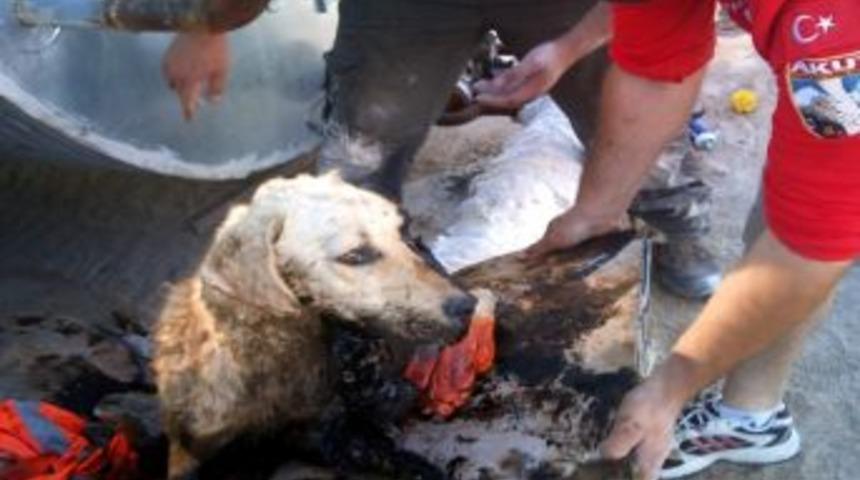 Eskişehir Akut Ekibi Ziftte Batmış K&ouml;peği Kurtardı
