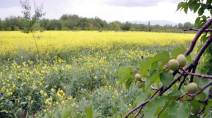 Astım Hastalarına 'polen' Uyarısı