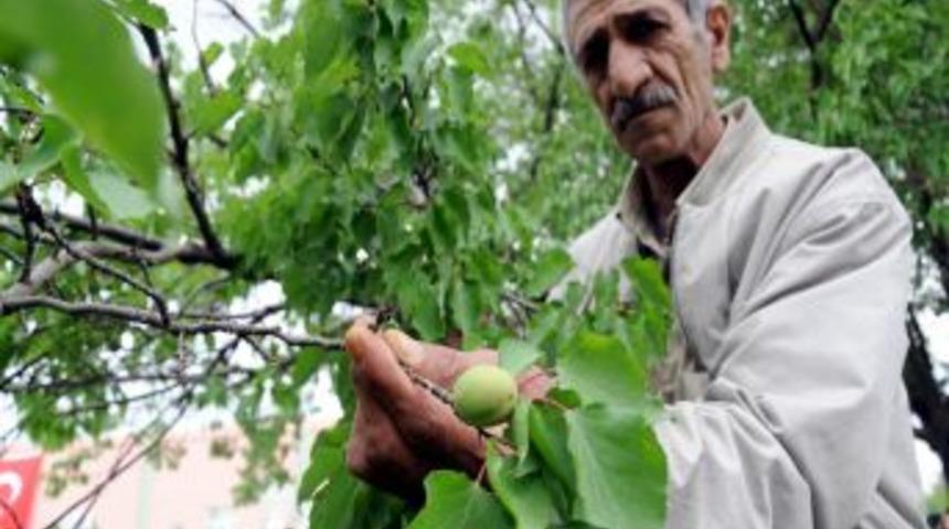 Turuncu Bayrak Kayısı Bah&ccedil;elerini Uluslararası Standartları Kavuşturacak