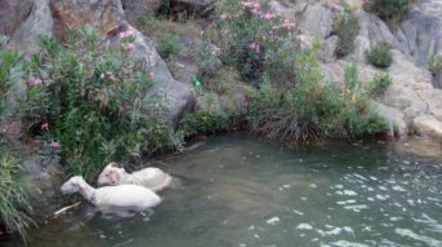 Koyunların Serinlik Keyfi