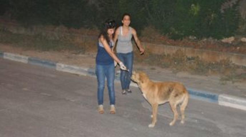 Sokak Hayvanlarına Mama Ve Su Dağıtıldı