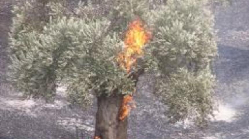 Aydın&rsquo;da Tarım Arazisi Yangını