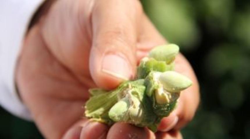 Fındık &Uuml;reticilerine Alfatoksin Uyarısı