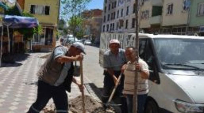 Soma'da Cadde Ve Sokaklar Yeşilleniyor