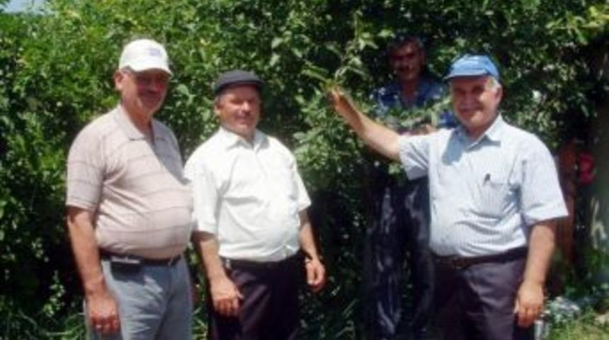 Bigadi&ccedil;&rsquo;te Elektrik Teknisyeninden Meyve Aşısı