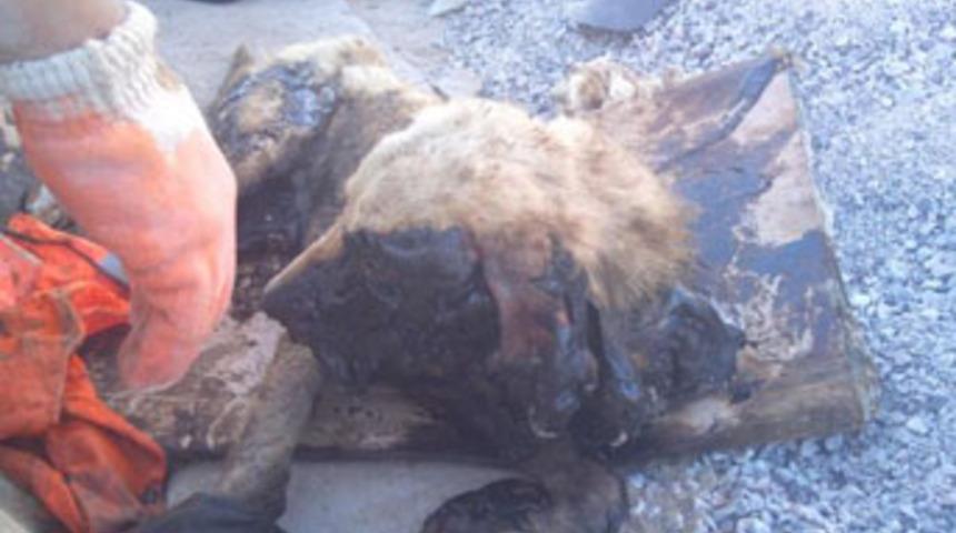 Uyurken zifte yapıştı