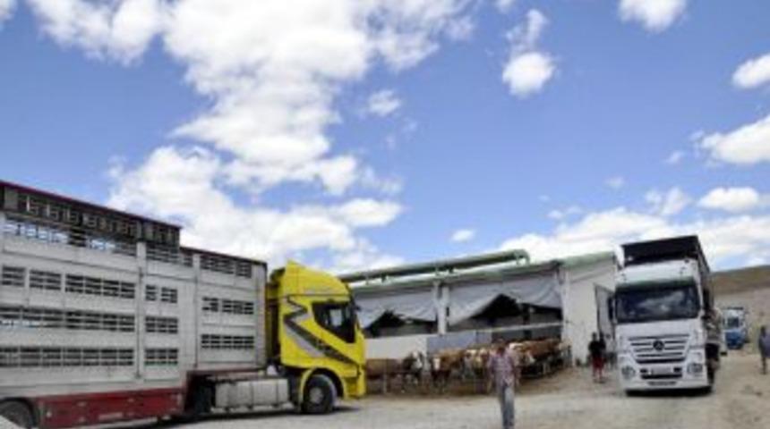 VOTAŞ'a Avusturya'dan S&uuml;t Sığırı