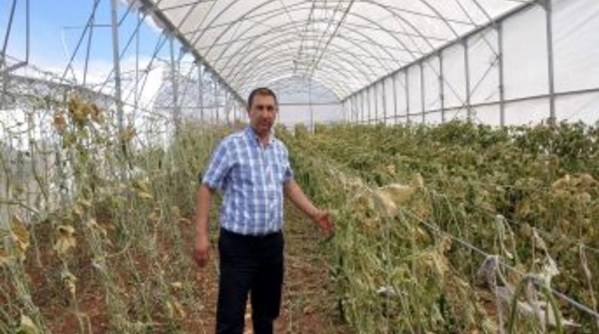 Nusaybin Ve Kızıltepe Il&ccedil;esinde Binlerce D&ouml;n&uuml;m Arazi Yandı