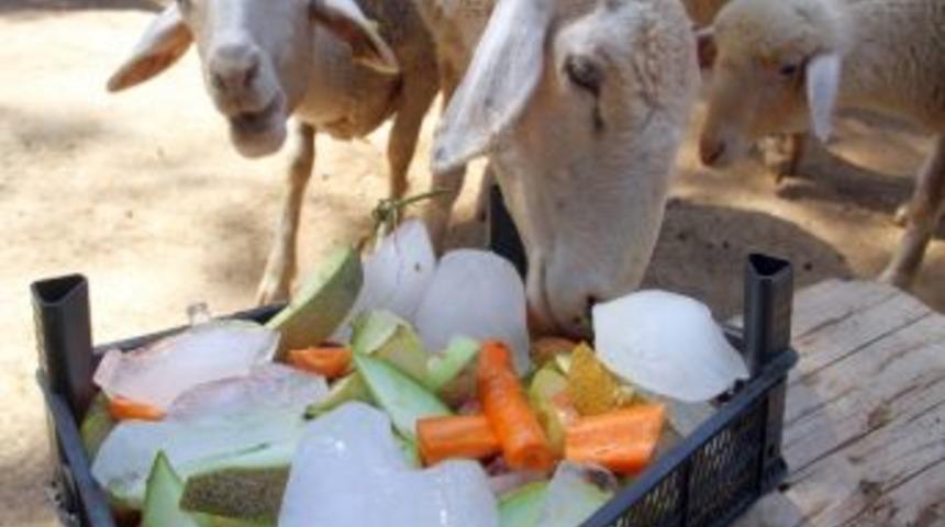 Sıcaktan Bunalan Hayvanlara &ldquo;buzlu Meyveli Kokteyl&rdquo;