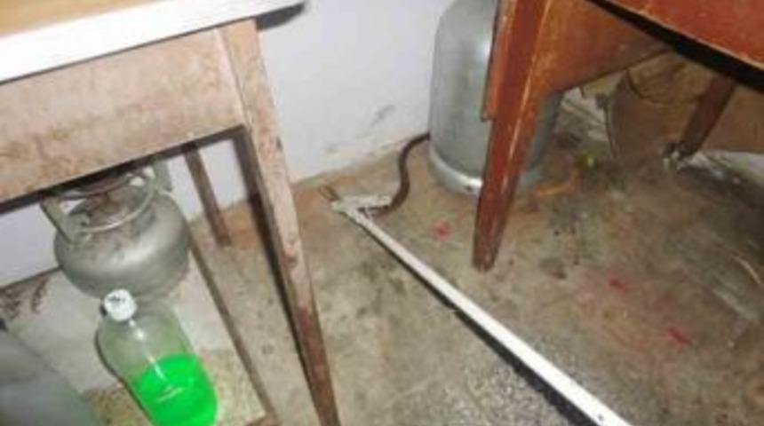 Denizli İtfaiyesinden Yılan Operasyonu