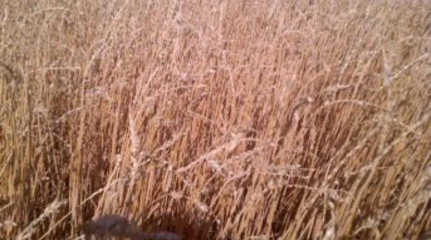Mardin'de R&uuml;zgar Buğday Tarlalarına Zarar Verdi