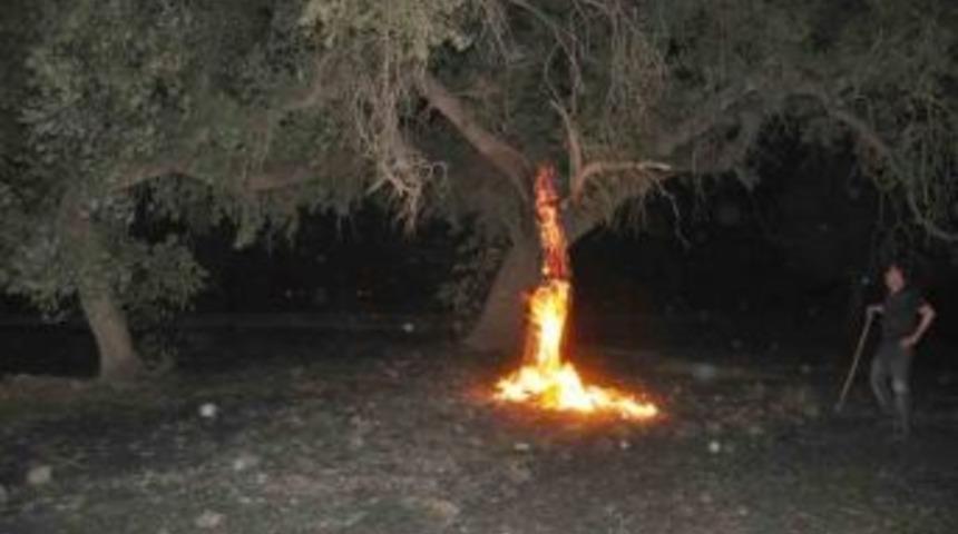 Anız Yangını Cudi Dağı'na Sı&ccedil;radı