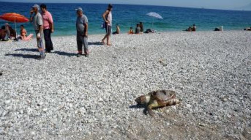 Konyaaltı Sahili&rsquo;nde &Ouml;l&uuml; Caretta Caretta Bulundu