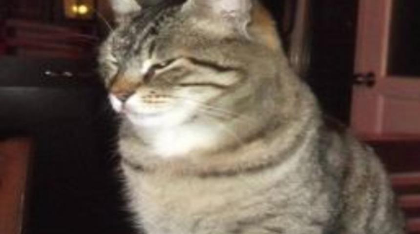 Alanya&rsquo;da Kediye İnanılmaz İşkence