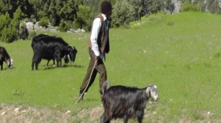 Kıl Ke&ccedil;ileri İ&ccedil;in Yaylalara G&ouml;&ccedil; Ediyorlar