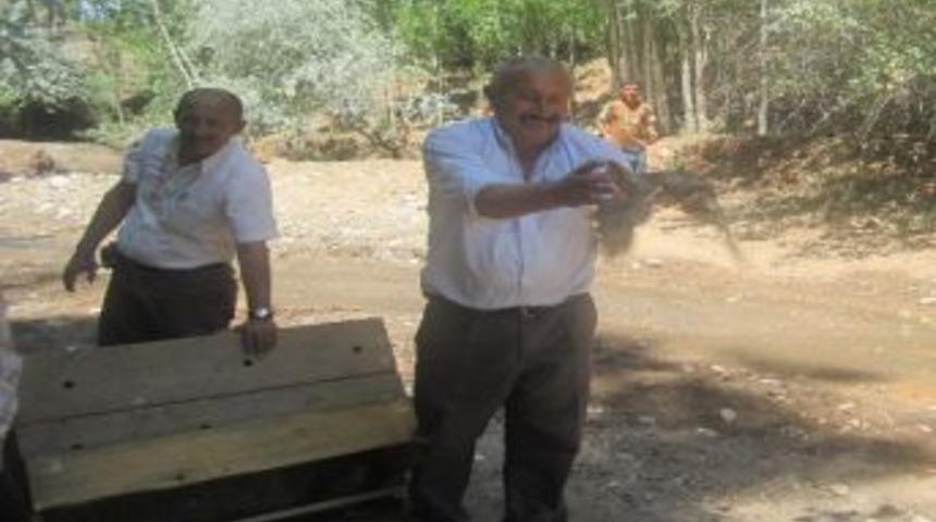 Uğuludağ&rsquo;da 175 Kınalı Keklik Doğaya Salındı