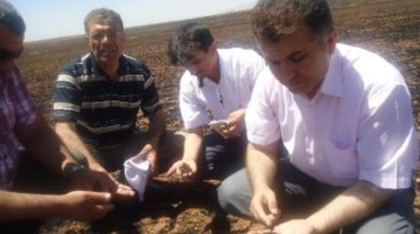 Buğday Mamul&uuml;nde Yaşanan Zarar