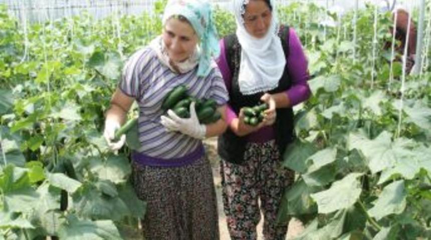 Sera Iş&ccedil;ileri 50 Derece Sıcakta Ekmek Parası I&ccedil;in Ter D&ouml;k&uuml;yor