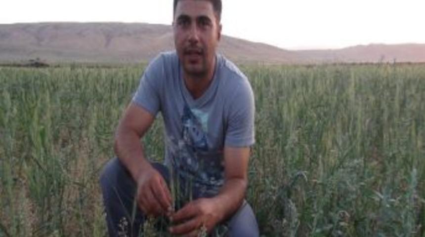 &Ccedil;ift&ccedil;i Buğdaydan Beklediği Verimi Alamadı