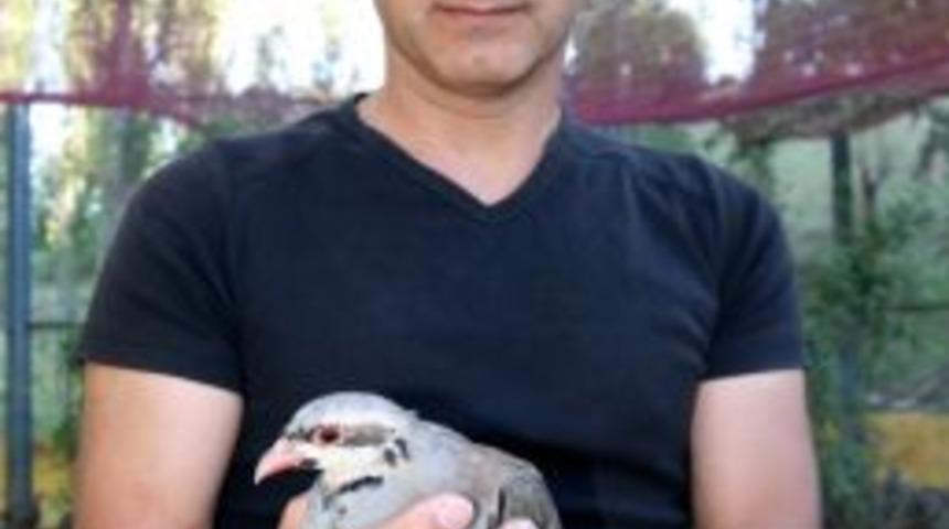 Doğa Ve Milli Parklar Şube Müdürlüğü Yaban Hayatını Korumak İçin Doğaya Kınalı Keklik Bıraktı