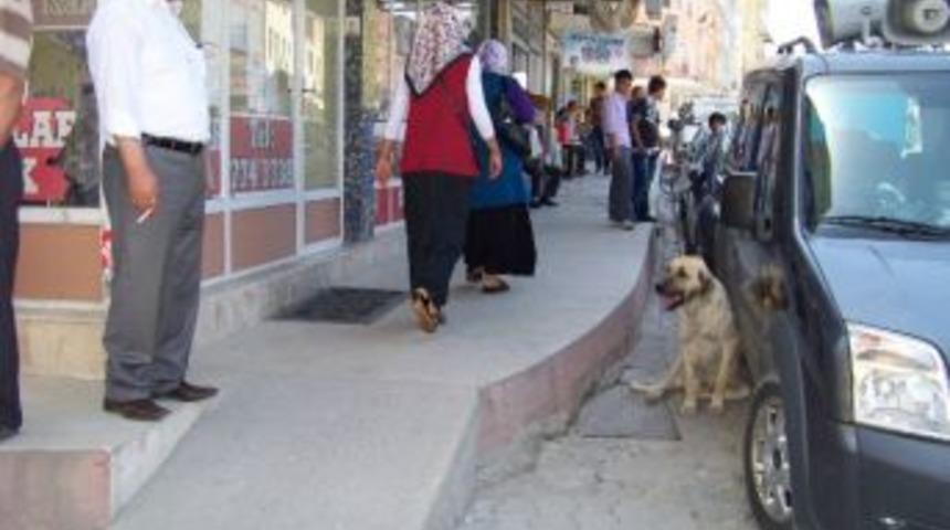 Mut&rsquo;ta Başıboş K&ouml;pekler Korku Sa&ccedil;ıyor