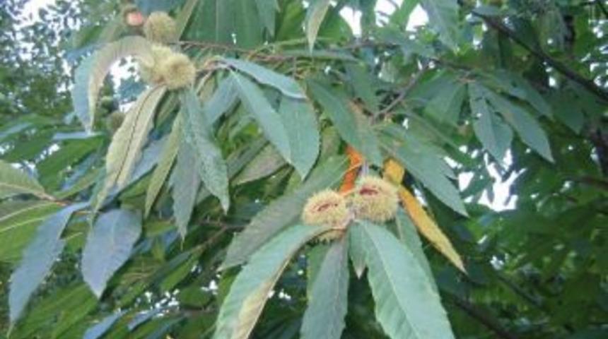 Ordu&rsquo;da Ağa&ccedil;larda Kanser Ve Dalkıran Hastalığı