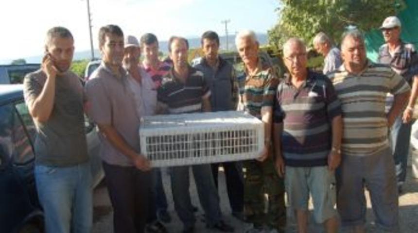 Lapseki'de Keklikler Sanıldı