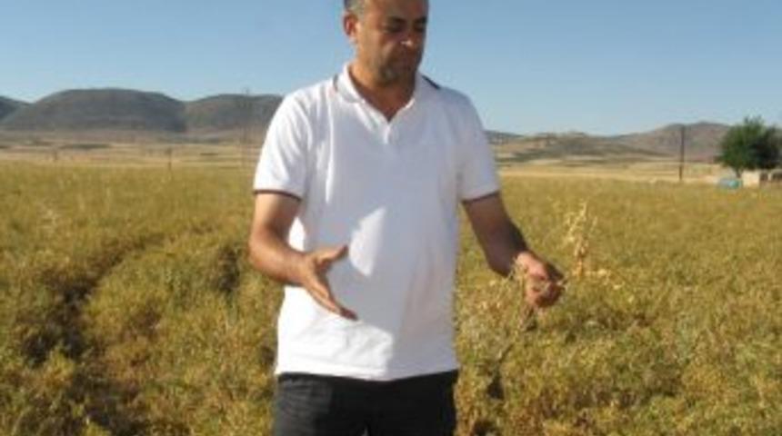 Araban Ovası&rsquo;nda Antraknoz Mantar Hastalığı Nohut&rsquo;ta Rekolte Kaybına Sebep Oldu